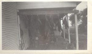 Hunting pelts, 1930 - 1940