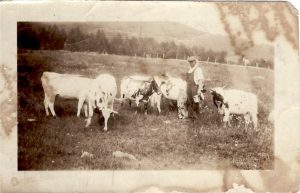 Robinson Farmer and his cows in east Warren, 1925.