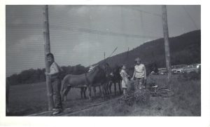 Donkey Ball was a sport that used to be played in East Warren. You can see these donkeys hitched in a line, awaiting their time in the game.