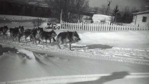 DateUnknown_Dog_Team_Warren